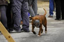 Jan Grepl - Hody na Kamence 2013