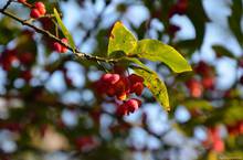 OlgaBig - Hody na Kamence 2013