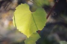 OlgaBig - Hody na Kamence 2013