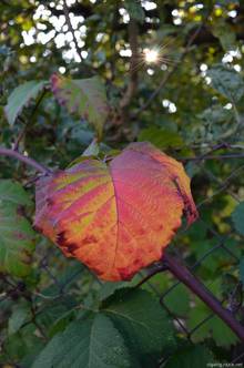 OlgaBig - Hody na Kamence 2013