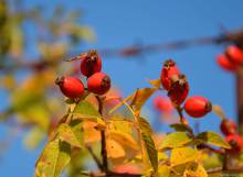 OlgaBig - Hody na Kamence 2013