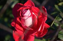 OlgaBig - Hody na Kamence 2013