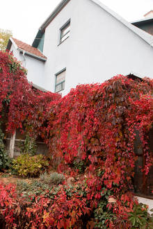 Petr Vozák: Hody na Kamence 2015