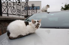 Petr Vozák: Hody na Kamence 2015