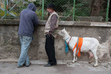 Petr Vozák: Hody na Kamence 2015