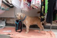 1. Máj 2016 v Kamence